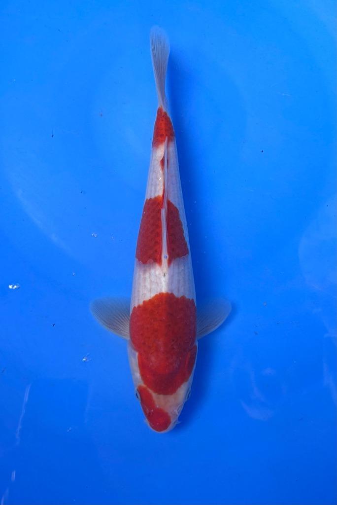 HQ Jumbo Tosai van Izumiya | Koikarpers  | Tosai vissen, Dieren en Toebehoren, Vissen | Vijvervissen, Karper of Koi
