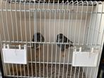 Gloster kanaries, Dieren en Toebehoren, Vogels | Kanaries, Meerdere dieren, Postuurkanarie