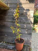 Bio platte perzik boom Prunus Persica Saturne, Tuin en Terras, Ophalen, Minder dan 100 cm, Overige soorten, Volle zon