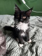 Speelse Maine Coon x Britse Korthaar kittens- per direct, Dieren en Toebehoren, Meerdere dieren, 0 tot 2 jaar