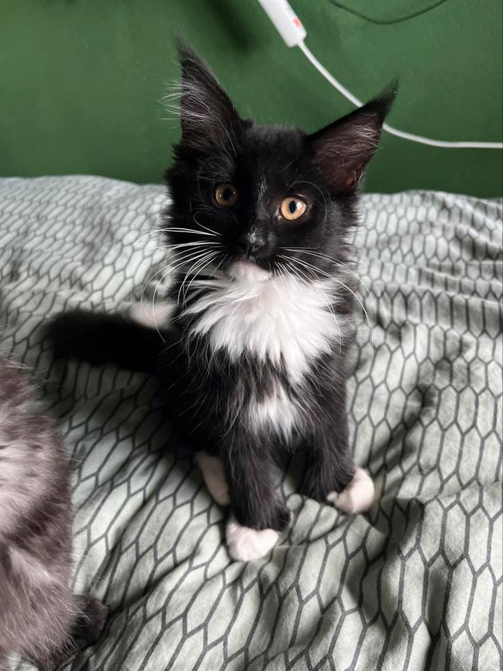 Speelse Maine Coon x Britse Korthaar kittens- per direct, Dieren en Toebehoren, Katten en Kittens | Raskatten | Langhaar, Meerdere dieren