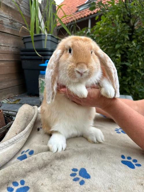 Mooie franse hangoor ram., Dieren en Toebehoren, Konijnen, Groot, Mannelijk, 0 tot 2 jaar, Hangoor