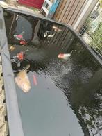 Complete koi vijver, Tuin en Terras, Vijvers, Ophalen