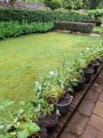 Gratis af te halen: aardbeienplanten, Ophalen, Zomer, Volle zon