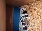 Te koop mannetjes cavia s, Dieren en Toebehoren, Knaagdieren, September, Mannelijk, Cavia