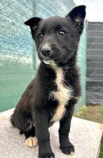 PRACHTIG SOCIAAL PUPJE MILLI ZOEKT BAASJE EN VRIENDJE(S), Particulier, Rabiës (hondsdolheid), 15 weken tot 1 jaar, Buitenland