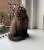 Britse korthaar kitten, Dieren en Toebehoren, Katten en Kittens | Raskatten | Korthaar, Kater, Ontwormd, 0 tot 2 jaar