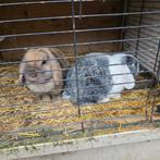 Konijnen, Dieren en Toebehoren, Konijnen, Meerdere dieren, 0 tot 2 jaar