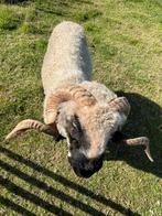 Schapen te koop, Dieren en Toebehoren, Meerdere dieren, Overige soorten