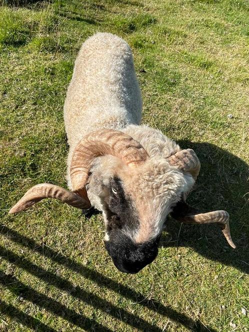 Schapen te koop, Dieren en Toebehoren, Pluimvee, Overige soorten, Meerdere dieren