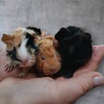 cavia's jong beertjes en zeugjes, Dieren en Toebehoren, Knaagdieren, Januari, Meerdere dieren, Cavia