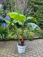 Bananenplant 90 cm hoog, Tuin en Terras, Planten | Bomen, Ophalen of Verzenden, Winter, Volle zon, Overige soorten
