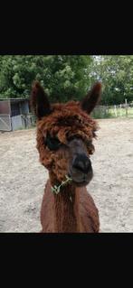 Alpaca merrie, Dieren en Toebehoren, Juni, Vrouwelijk