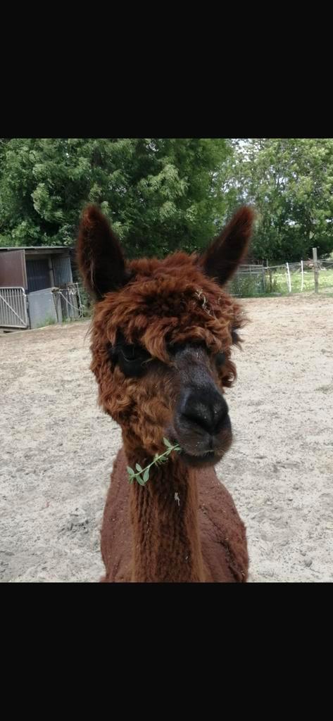 Alpaca merrie te koop of ruilen, Dieren en Toebehoren, Overige Dieren, Vrouwelijk, Juni