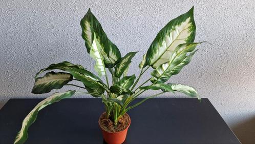 Zijden plant / Kunstplant Dieffenbachia in pot, Huis en Inrichting, Woonaccessoires | Kunstplanten en Kunstbloemen, Zo goed als nieuw