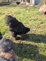 Usa zijdehoen Haan, Dieren en Toebehoren, Pluimvee