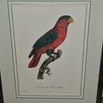 Zeefdruk of litho van een papegaai van Jacques Barraband, Ophalen