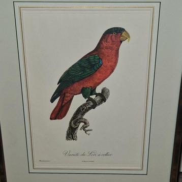 Zeefdruk of litho van een papegaai van Jacques Barraband  beschikbaar voor biedingen
