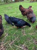 2 jonge hennen Ayam Cemani, Dieren en Toebehoren, Pluimvee, Kip, Vrouwelijk