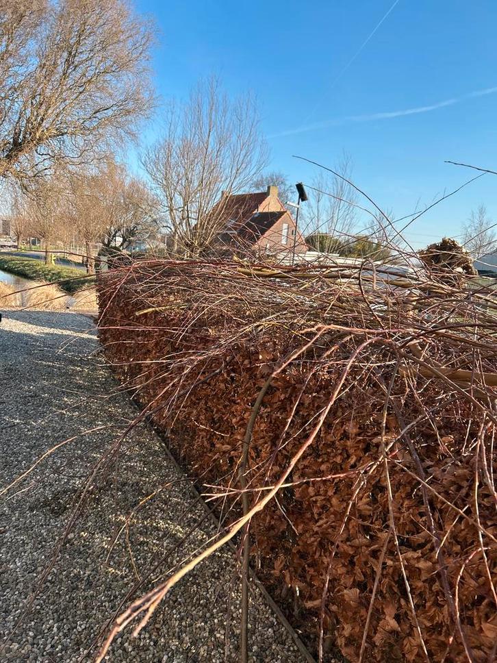 Wilgentakken als diervoeder, Tuin en Terras, Planten | Struiken en Hagen, Struik, Overige soorten, 250 cm of meer, Ophalen of Verzenden