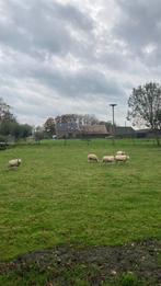 2 gezonde ooien te koop texels type, Dieren en Toebehoren, Schapen, Geiten en Varkens, Vrouwelijk, Schaap