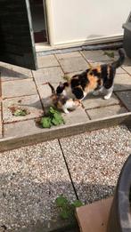 Moeder poes zoekt een goed tehuis, Dieren en Toebehoren, Katten en Kittens | Overige Katten, Poes, 0 tot 2 jaar