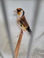 Majoor putter man, Dieren en Toebehoren, Vogels | Overige Vogels, Mannelijk, Wildzangvogel, Geringd