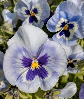 Zaden Grootbloemige Viool mix Alpha Marina & Matrix Lavendel beschikbaar voor biedingen