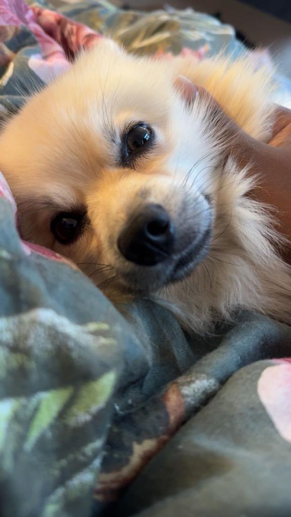 Lief beestje, Dieren en Toebehoren, Honden | Poolhonden, Keeshonden en Oertypen, Reu, Keeshond, Particulier, Eén hond, Nederland