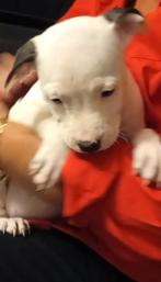 puppies x Scott American Bulldog/ pitbull terrier, Dieren en Toebehoren, Overige rassen, 8 tot 15 weken, Meerdere dieren, Eén hond