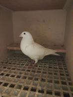 Witte postduif doffer, Mannelijk, Postduif