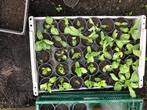 Surinaamse plantjes, Tuin en Terras, Planten | Tuinplanten, Ophalen, Groenteplanten, Eenjarig, Halfschaduw