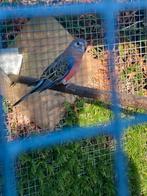 Bourke parkieten, Dieren en Toebehoren, Vogels | Parkieten en Papegaaien, Mannelijk, Parkiet, Geringd