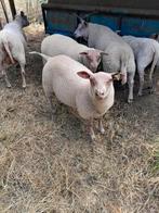 Rouge l'quest, Dieren en Toebehoren, Schapen, Geiten en Varkens, Meerdere dieren, Varken
