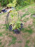tuinplanten winterhard  1 grote ijzeren mand 2 hengsels vast, Vaste plant, Halfschaduw, Zomer, Ophalen