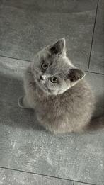 Britise korthaar kitten, Dieren en Toebehoren, Katten en Kittens | Raskatten | Korthaar, Kater, Ontwormd, 0 tot 2 jaar