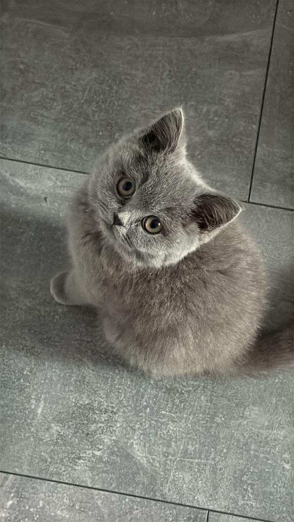 Britise korthaar kitten, Dieren en Toebehoren, Katten en Kittens | Raskatten | Korthaar, Kater, 0 tot 2 jaar, Met stamboom, Ontwormd