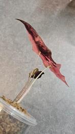 Alocasia Nobilis Pink Variegata, Ophalen of Verzenden, Halfschaduw, Minder dan 100 cm