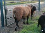 Mooie dekram, Dieren en Toebehoren, Schapen, Geiten en Varkens, Mannelijk, Schaap, 0 tot 2 jaar