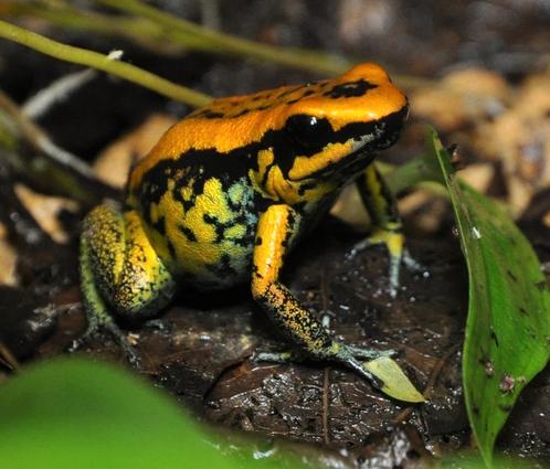 De mooiste Phyllobates, prachtige fluiters uit eigen kweek, Dieren en Toebehoren, Reptielen en Amfibieën, Amfibie