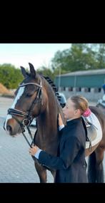 Super lieve betrouwbare D-pony 1.39 Blacky, Dieren en Toebehoren, Ruin, Recreatiepaard, Ingeënt