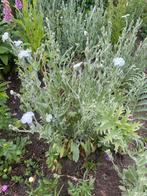 Witte prikneus. Biologisch geteeld uit de volle grond, Ophalen, Zomer, Overige soorten, Volle zon
