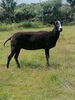Zwartbles ooien te koop, Dieren en Toebehoren, Schapen, Geiten en Varkens, Vrouwelijk, Schaap