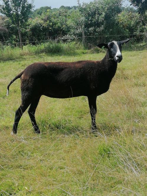 Zwartbles ooien te koop, Dieren en Toebehoren, Schapen, Geiten en Varkens, Schaap, Vrouwelijk