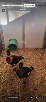 Australische casarca.s gezocht  alles aanbieden, Dieren en Toebehoren, Kip