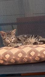 2 mooie kittens, Dieren en Toebehoren, Katten en Kittens | Overige Katten, Poes