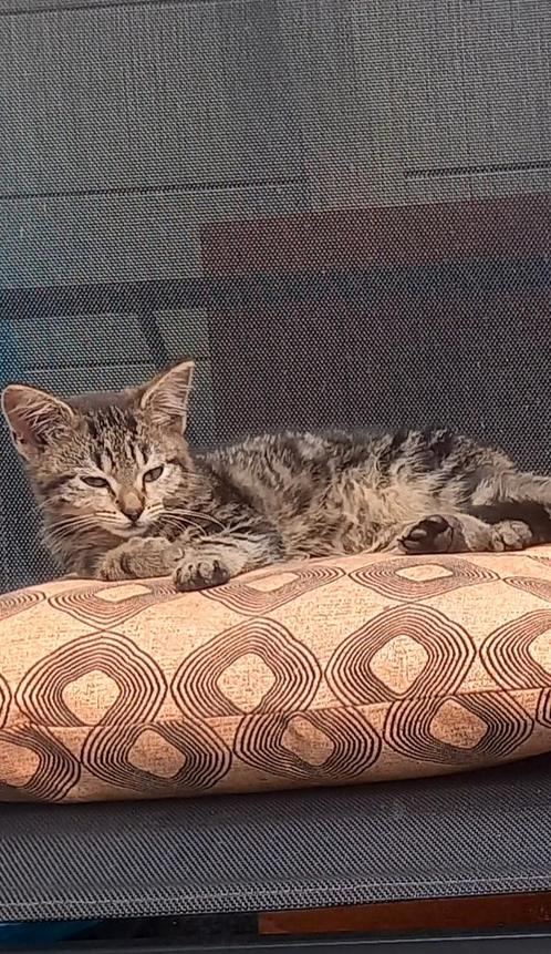 2 mooie kittens, Dieren en Toebehoren, Katten en Kittens | Overige Katten, Poes