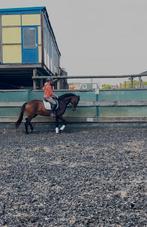 Prachtige 3 jarige merrie, Merrie, Gechipt, Dressuurpaard, Zadelmak
