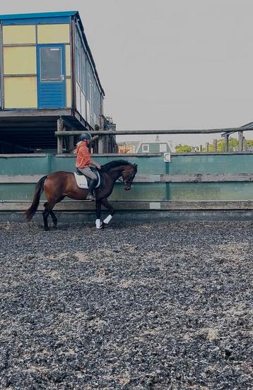 Prachtige 3 jarige merrie beschikbaar voor biedingen