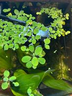 Aquarium drijfplanten